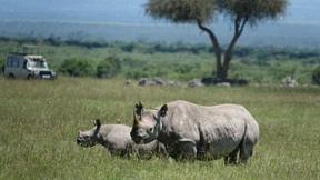 Weniger Nashörner gewildert – aber ihre Zahl sinkt trotzdem