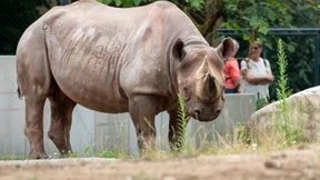 Der neue Koloss von Frankfurt