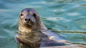 Litauen kämpft um den Erhalt der Ostsee-Robben