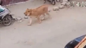 Ausgebrochener Löwe sorgt für Panik in Pakistan