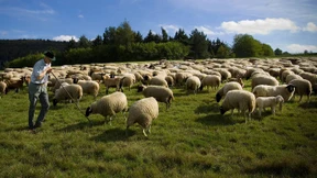Schafzüchter begrüßen Wolfspolitik der Koalition
