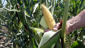 Italien darf umstrittenen Genmais nicht im Alleingang verbieten