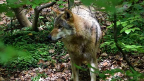 Die Ministerin und der liebe Wolf