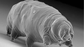 Mini-Leopard durchstreift das Moos