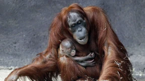 Erste Corona-Impfungen für Menschenaffen