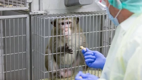 Klappe auf, Affe tot?