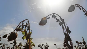 Hitzewellen schaden der Wirtschaft überall