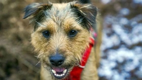 Hund trauert auf A72 um toten anderen Hund