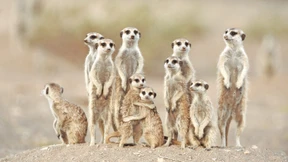 Das Märchen vom keuschen Geschlecht