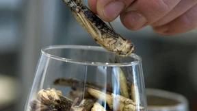 Esst mehr Grashüpfer!