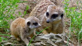 Kleine Erdmännchen wagen sich nach draußen