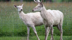 Weiße Hirsche sorgen für Aufsehen und Rätselraten
