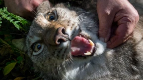 Tierhalter aufgepasst!