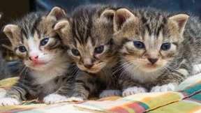 Grüne wollen Haustiere besser schützen