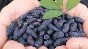 Die Frucht der Früchte