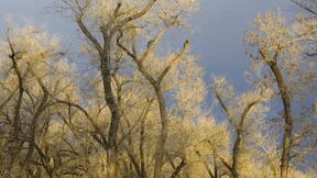 Wenn Extremhitze das Laub überstrapaziert