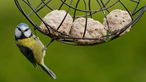 Warum man Vögel das ganze Jahr über füttern sollte