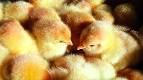 Kabinett bringt Ende des Kükentötens auf den Weg