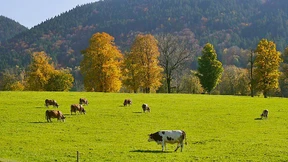 Humansteuernder Klimaschutz mit dem Kreuzbergalm-Plan