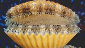 Die vielen blauen Augen der Kammmuschel