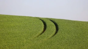 Weizenpreis steigt auf Rekordhoch