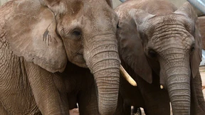 100-jährige Nonne sieht erstmals Elefanten