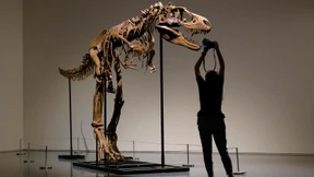 6,1 Millionen Dollar für ein Gorgosaurus-Skelett