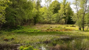 Odins Wald im Wandel