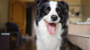 Warum wir die Gefühlslage unserer Hunde falsch deuten