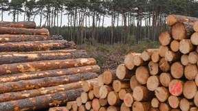 EU-Millionen für Baumringforscher