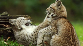 Der Luchs geht wieder auf die Pirsch