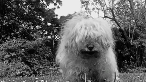 Die Straße der sterbenden Hunde