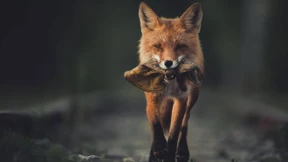 Boulevards sind ihm nicht fremd