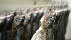 Teure Kannibalen für die Speisekarte