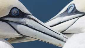 „Immunität ist die Hoffnung“