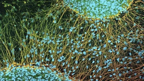 Die Zelle hat ihren eigenen Kopf