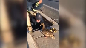 Feuerwehr rettet Entenfamilie