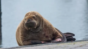 Walross betreibt wohl Insel-Hopping