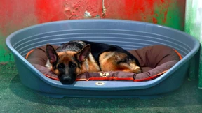 Jordanier kommen auf den Hund