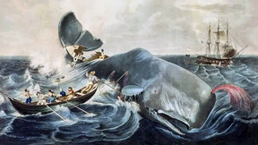 Das Stadtleben ertragen Meeressäuger nur schlecht