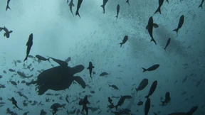 Wie soll die Hochsee geschützt werden?