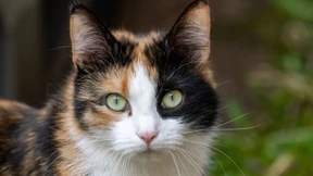 Katze flutet offenbar Rathaus in Niederlanden