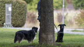 Hundehasser tötet sieben Tiere