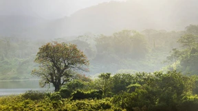 Die Nasenbären sind hier die Chefs