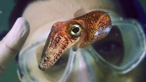 Genetisch sind wir deutlich mehr Bakterie als Mensch