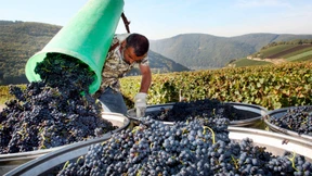 Subventionstopf für Winzer wieder geöffnet