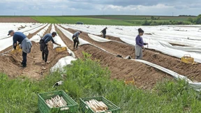 Warum der Spargel bald 25 Euro je Kilo kosten könnte