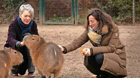 Eine doppelte Begabung an Grzimeks Schreibtisch