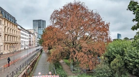 Das schnelle Ende von Baum Nummer 251