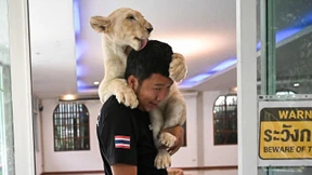 Immer mehr Thailänder halten Löwen